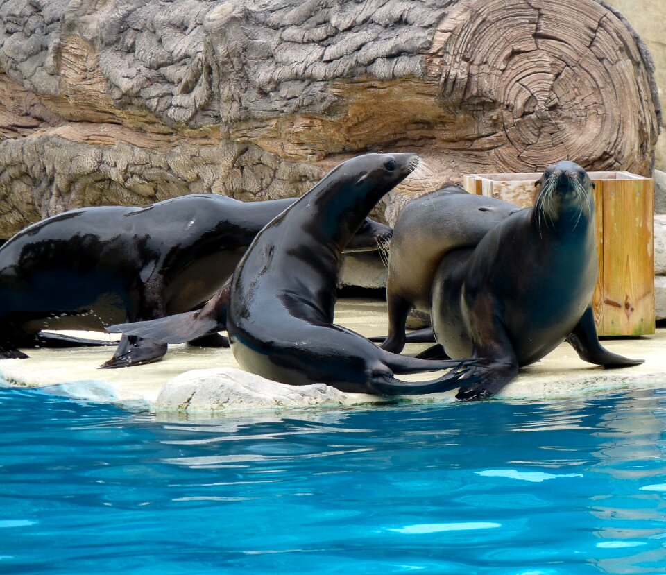 Fins mammal marine animals