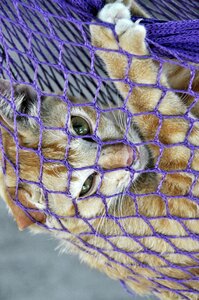 Cat hammock animal