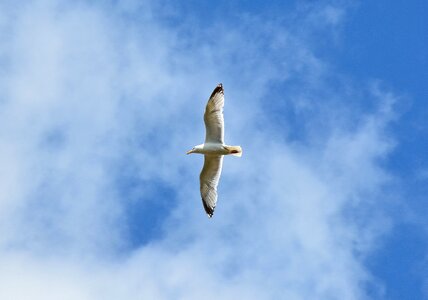 Seemoeve flying water bird photo