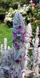 Stachys byzantina byzantina stachys