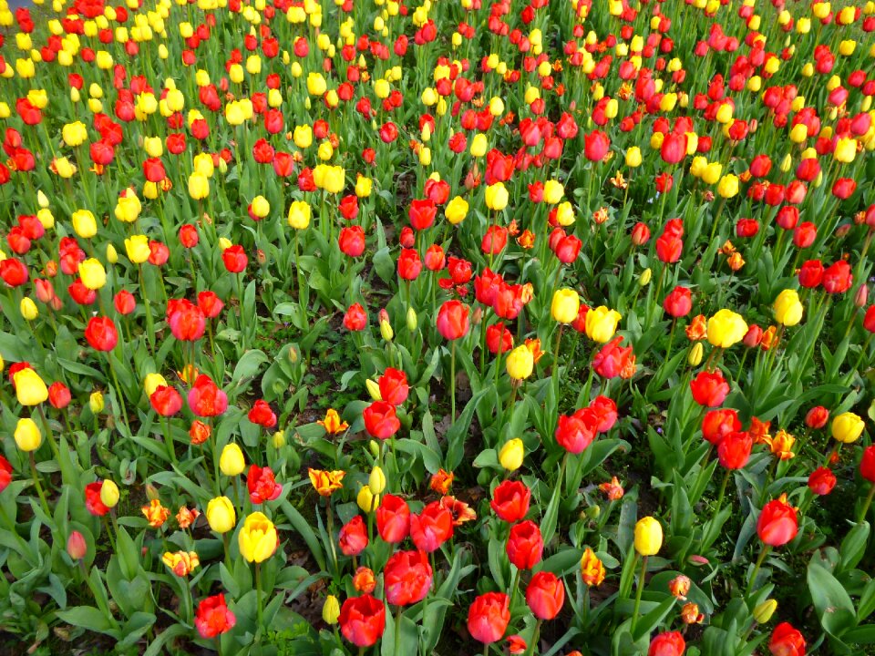 Red flowers spring