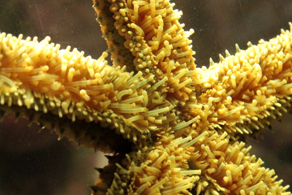 Under water detail aquarium