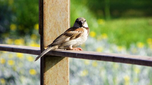 Looking nature animal photo