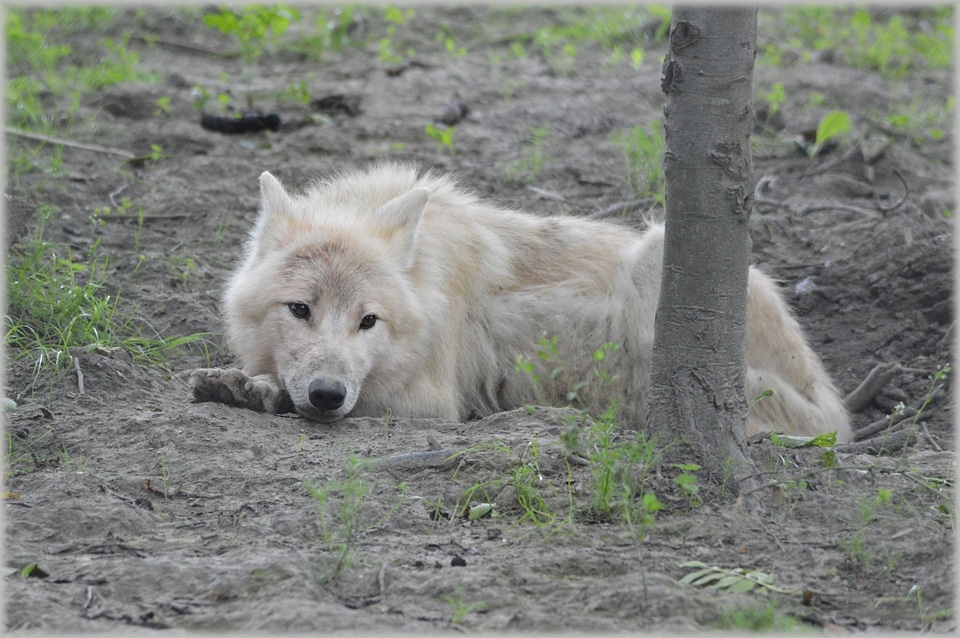 Gray wool white wolf dog