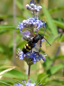 Megascolia maculata wild flower libar