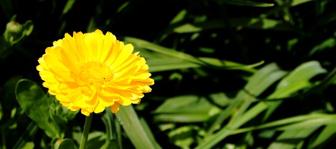 Summer natural marigold