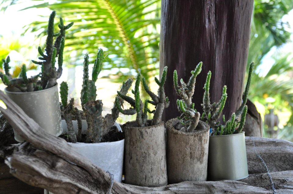Asia thailand cactus