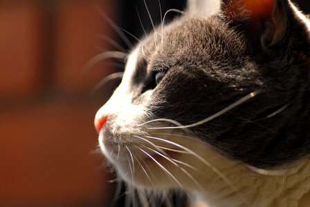 Animal feline cat face