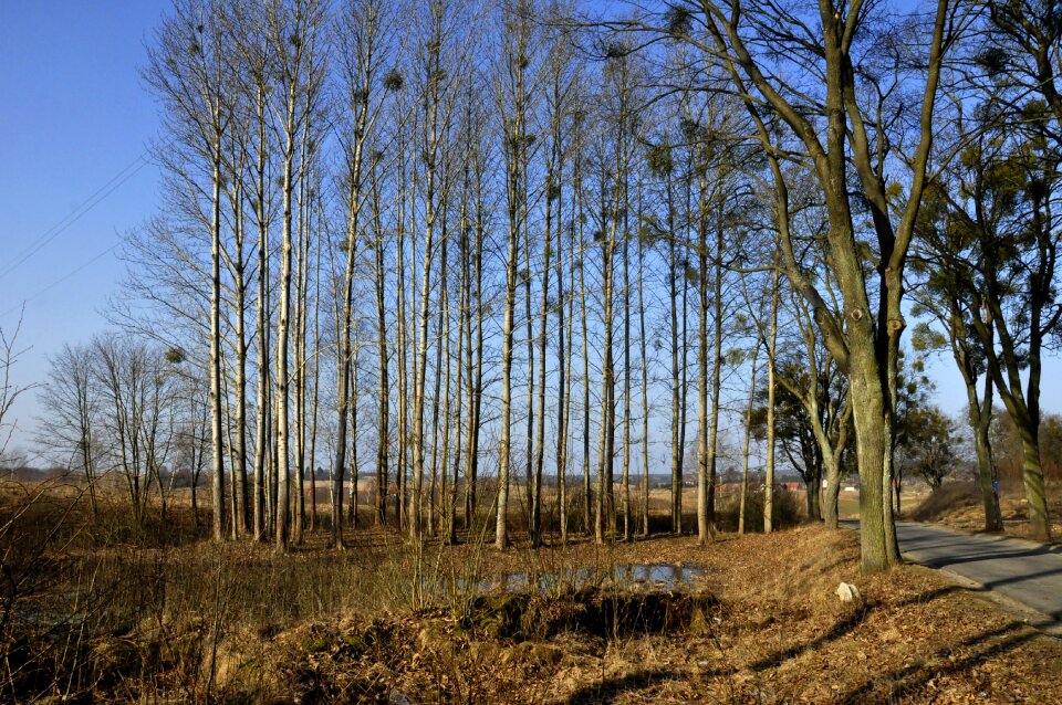 Nature tree warmia photo