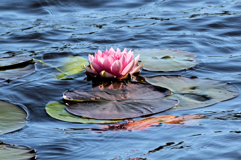 Pink plant water plant
