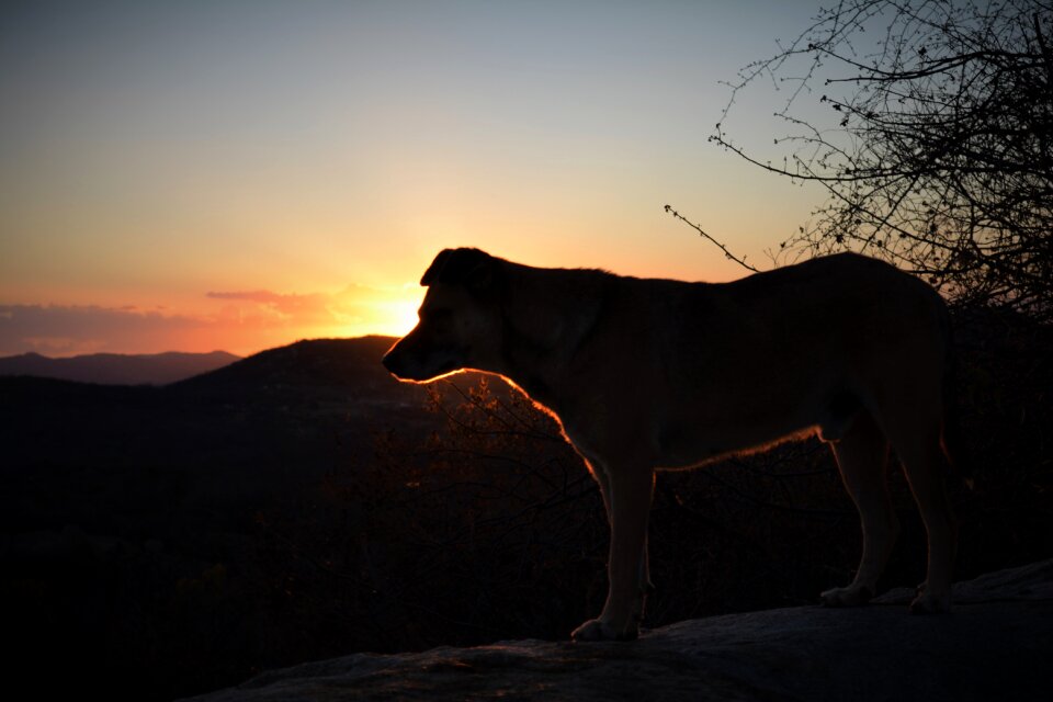 Dry sunset brazil