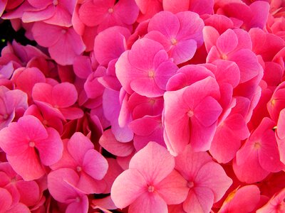 Hydrangea pink flower garden summer flower photo