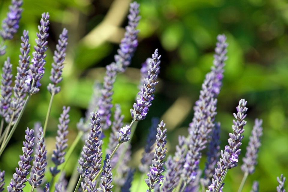 Plant bush background