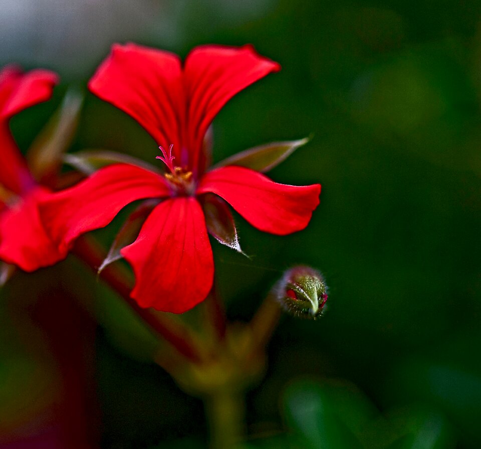 Full bloom the petals the delicacy