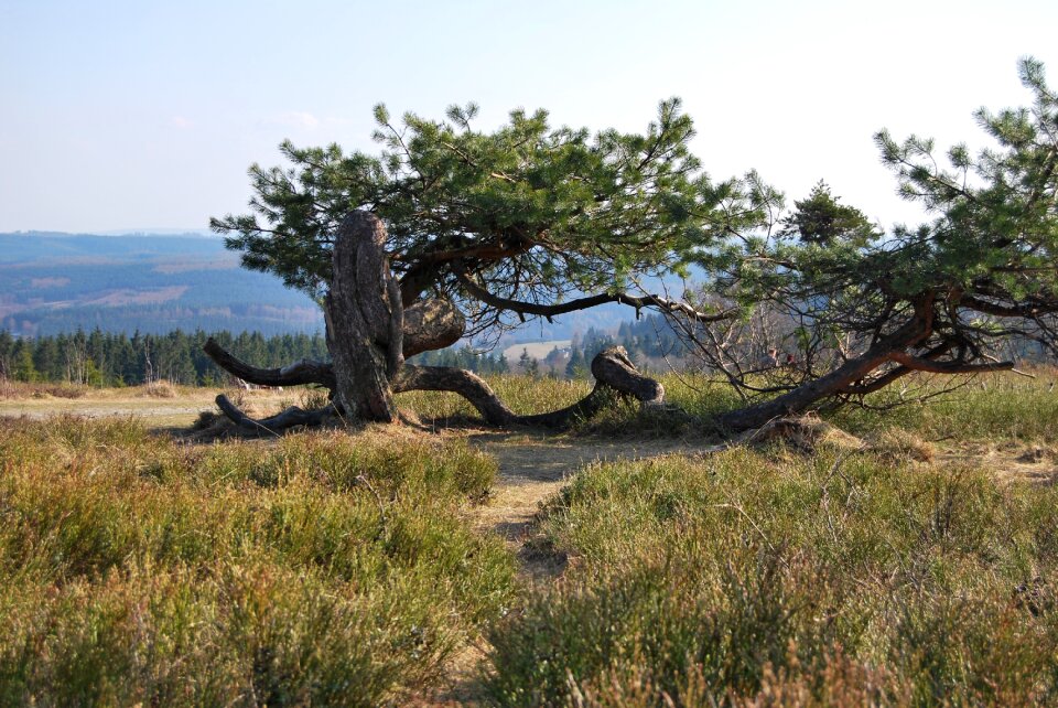 Aesthetic kahl branches