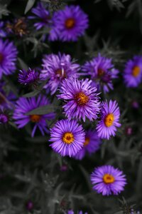 Purple flowers natural floral photo