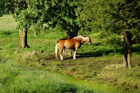 Mane white manes tail photo