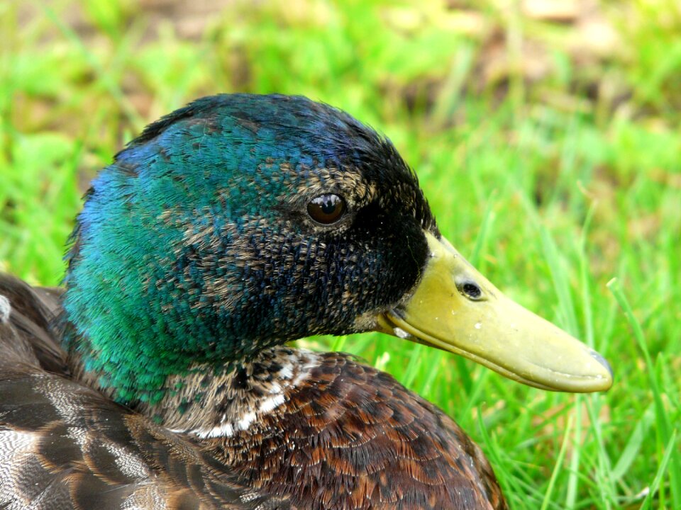 Meadow bird color