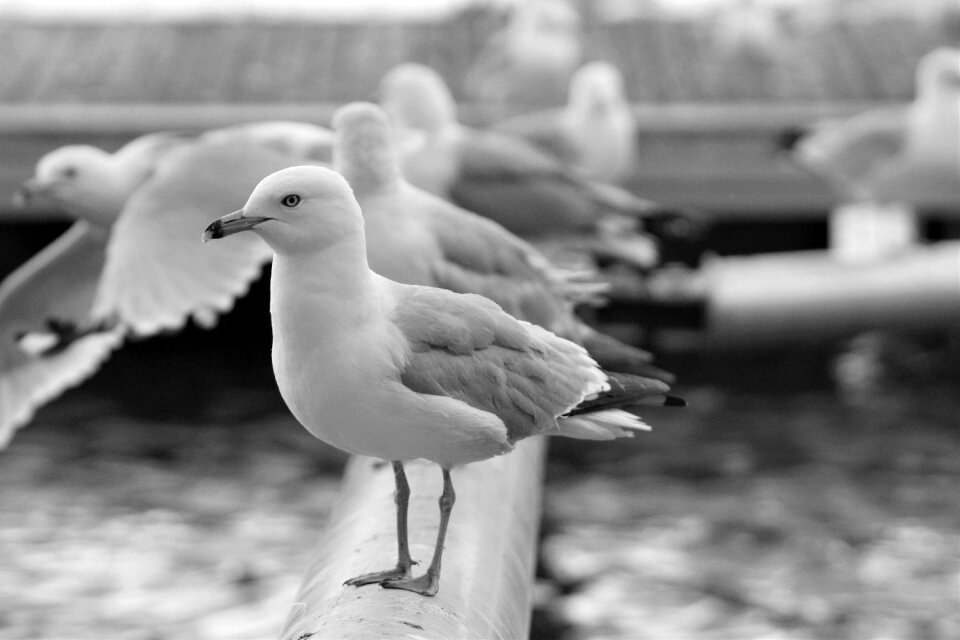 Animal nature park