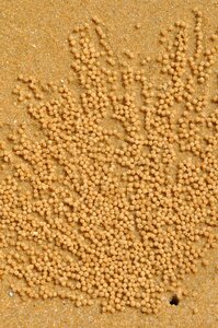 Sand sea meeresbewohner