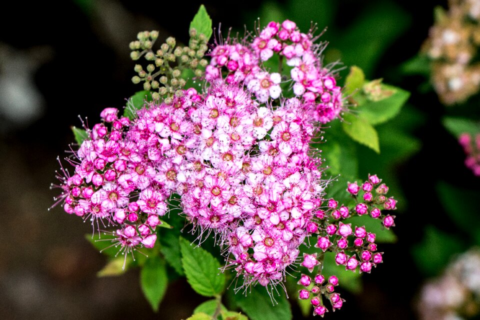 Pink white spring