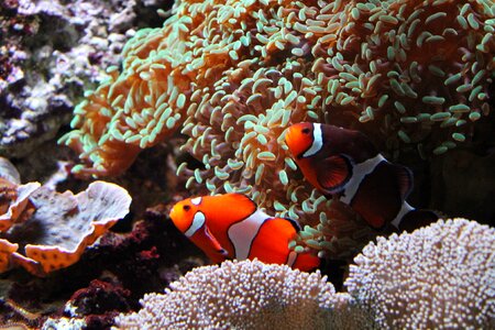 Fish or aquarium