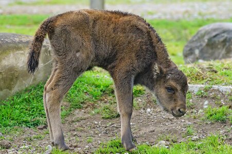 Calf young animal beef
