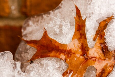 Brown winter nature