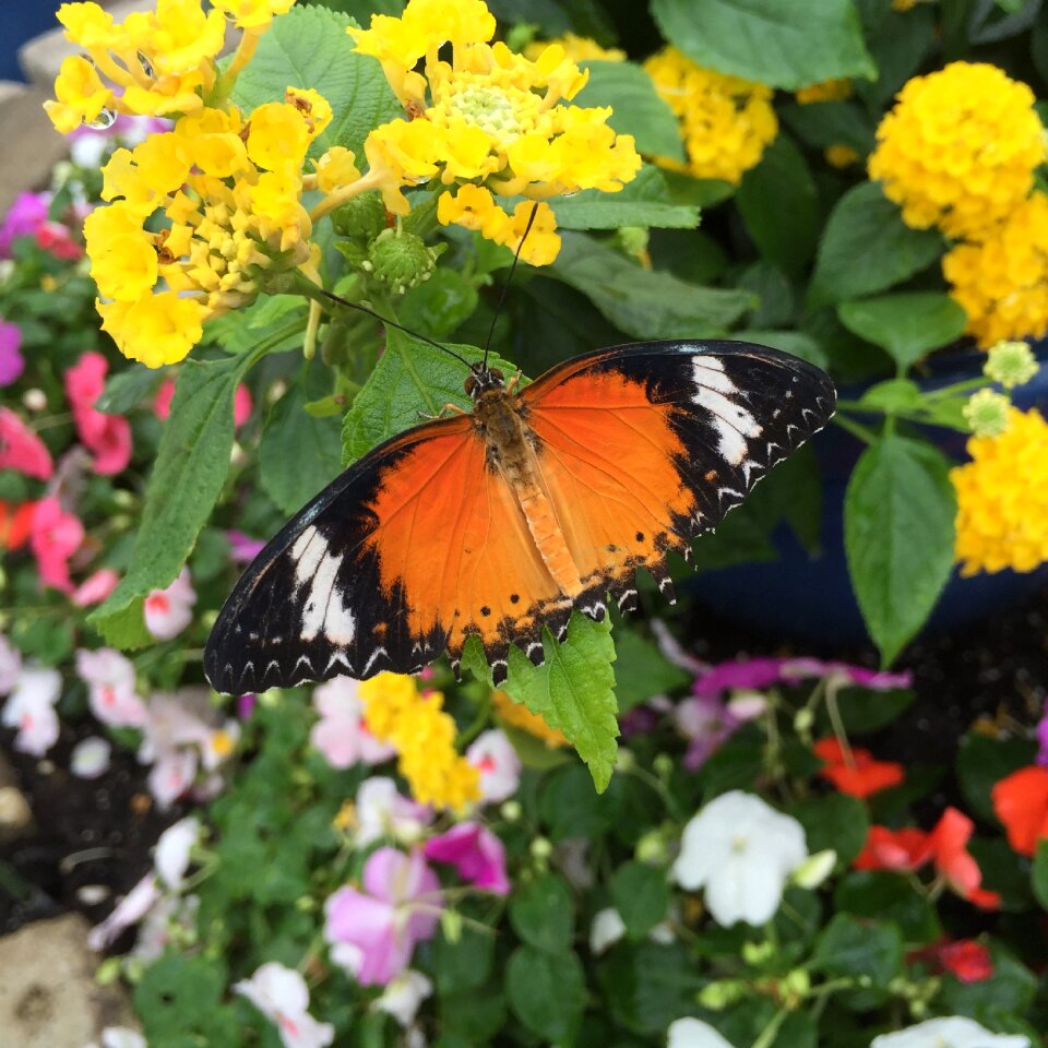 Summer flower insect