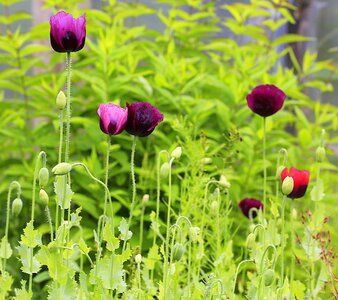 Garden garden flower summer