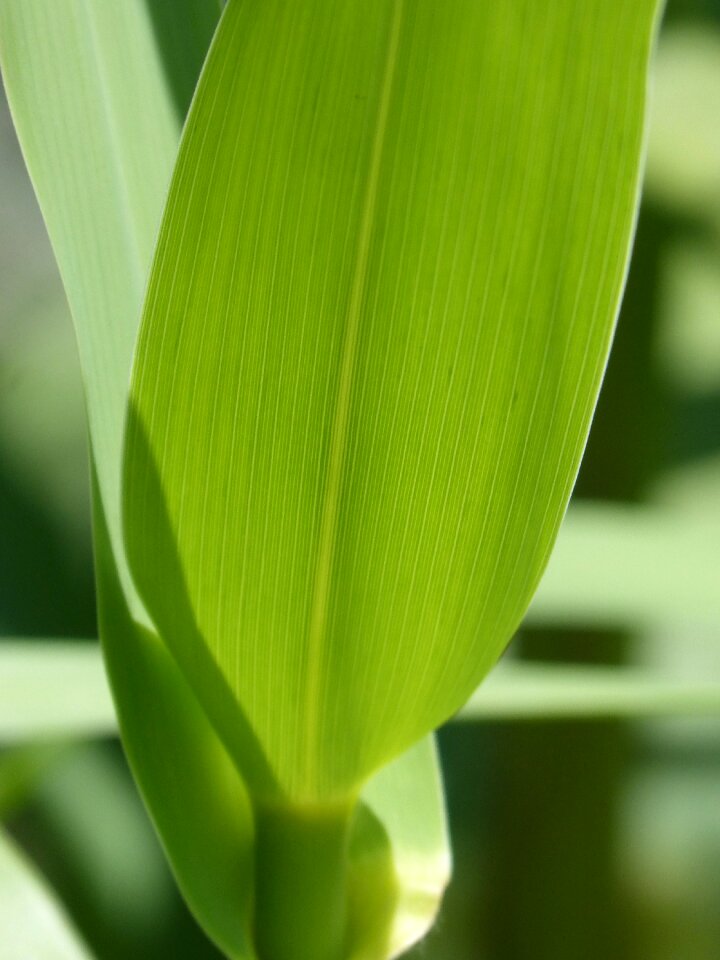 Translucent texture plant geometry
