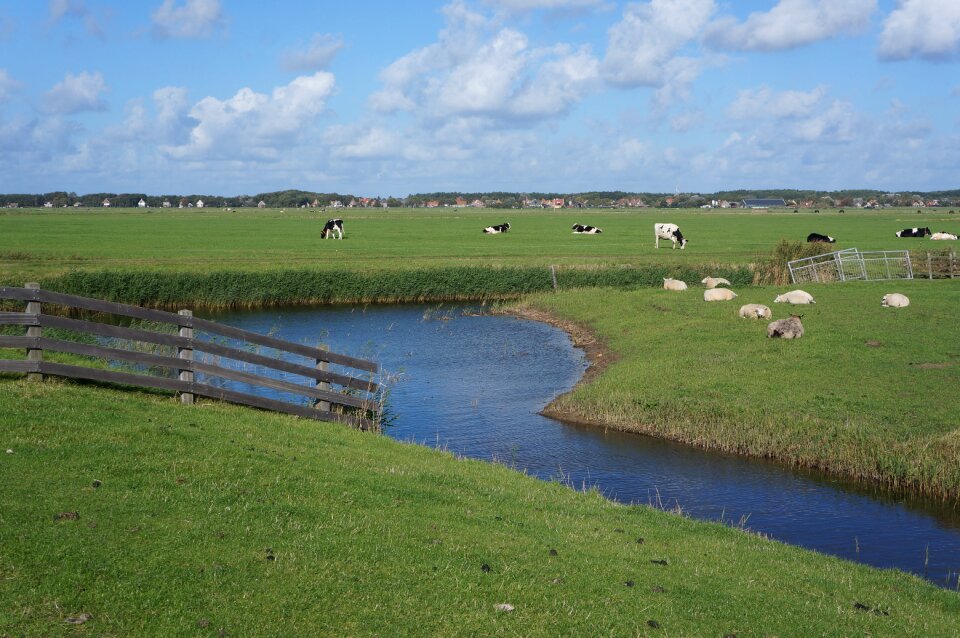 Cows sheep summer