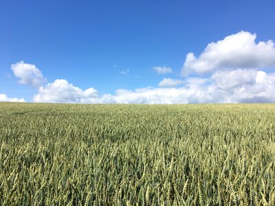 Summer landscape cereals photo