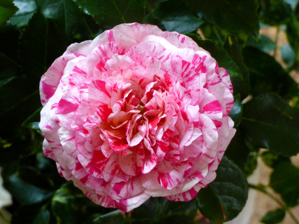 Flower blossom bloom