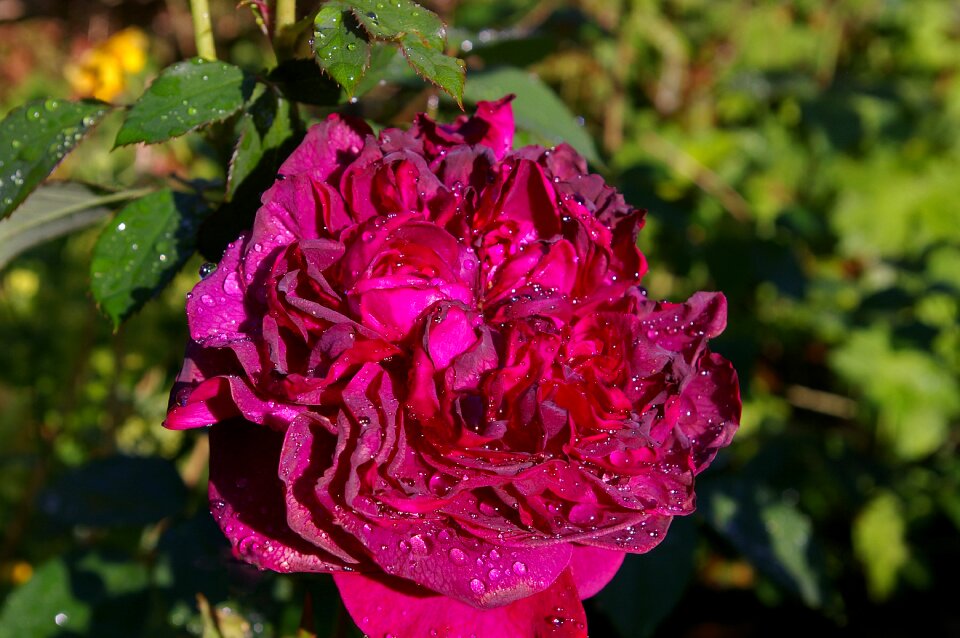 Rose garden blossom bloom