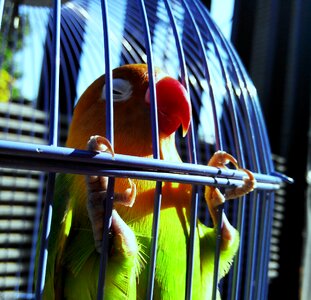 Parrot tropical small