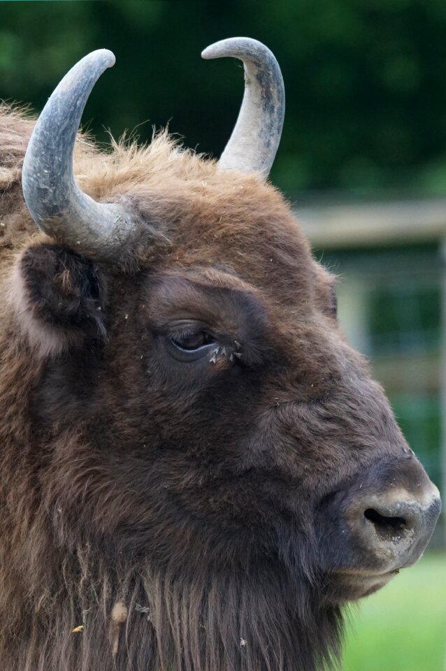 Bull beef portrait