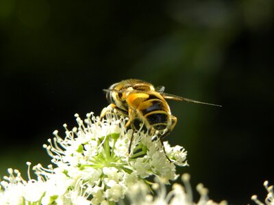 Bees close up honey