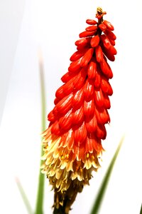 Close flora summer
