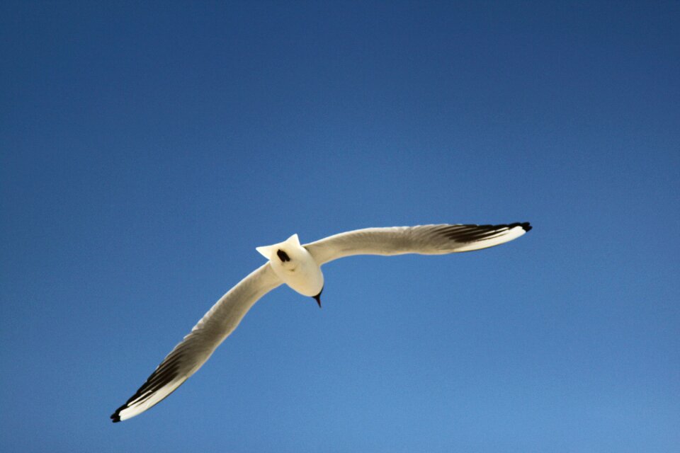 Blue flying baltic sea