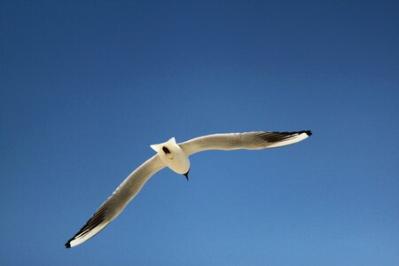 Blue flying baltic sea photo