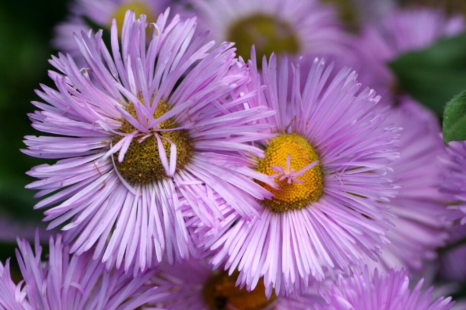 Garden summer flowering
