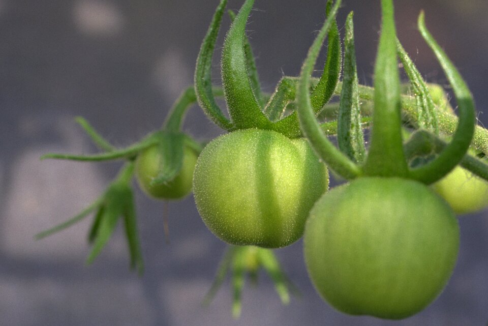 Solanum sect lycopersicon green tomato