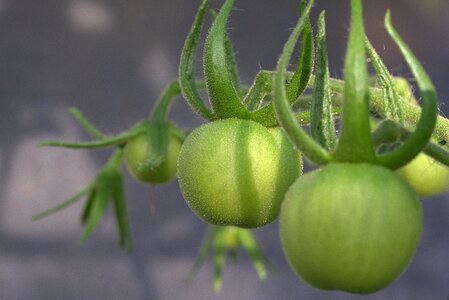 Solanum sect lycopersicon green tomato
