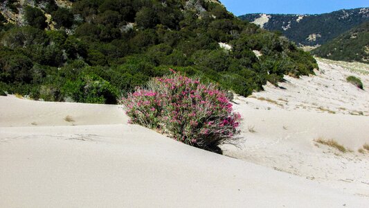 Nature dunes sand