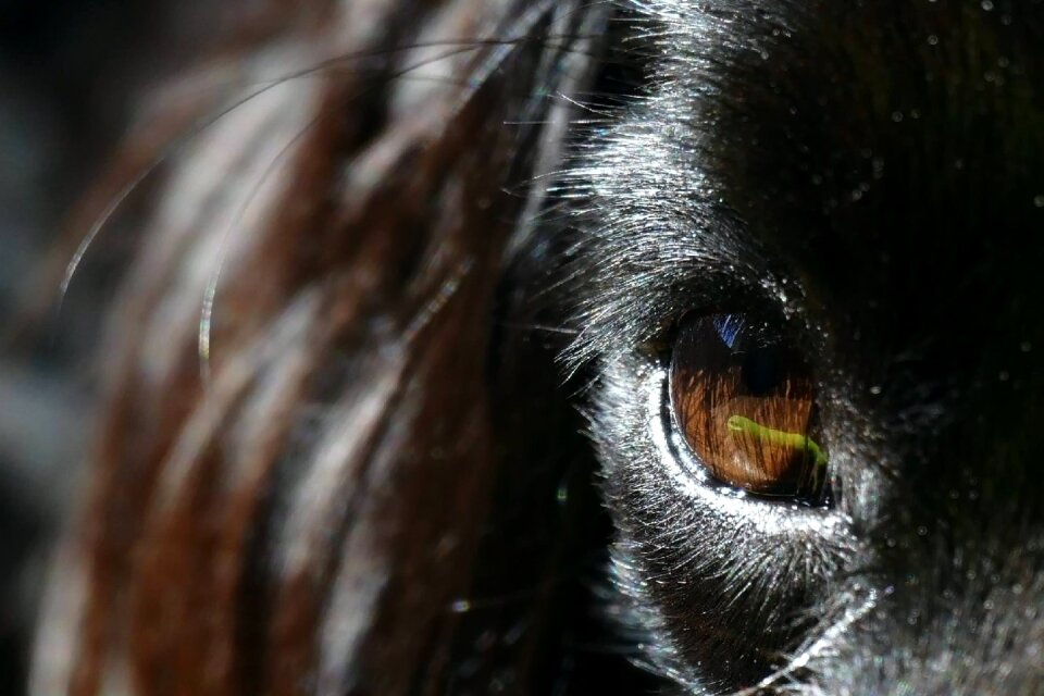 Animal closeup