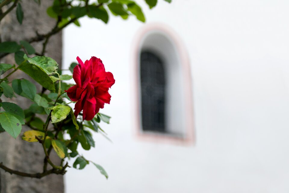 Church window arch round arch