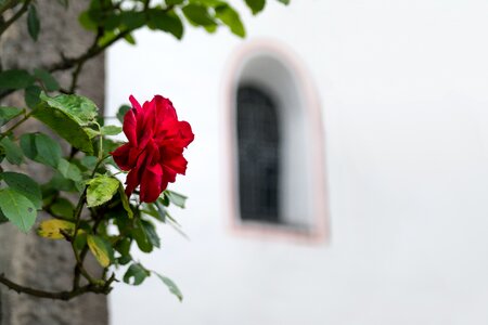 Church window arch round arch photo