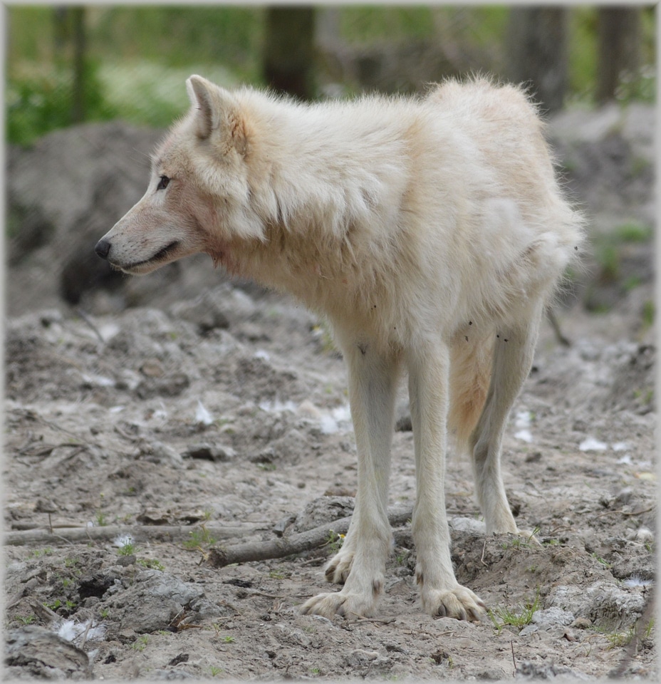 Gray wool white wolf dog
