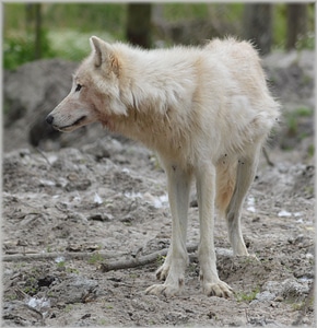 Gray wool white wolf dog photo